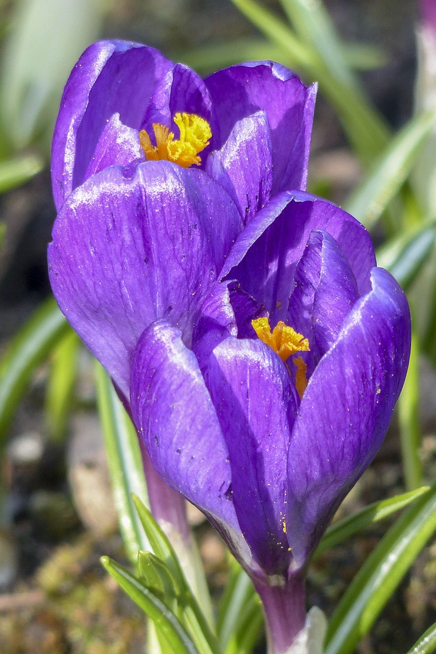 Violetinė, Crocus, Žiedas, Gėlė, Gamta, Pavasaris, Sodas, Augalas, Flora, Makro