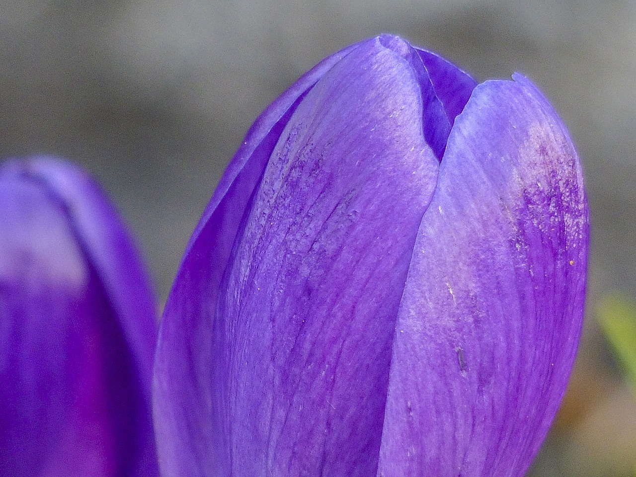 Violetinė, Crocus, Žiedas, Gėlė, Gamta, Pavasaris, Sodas, Augalas, Flora, Makro