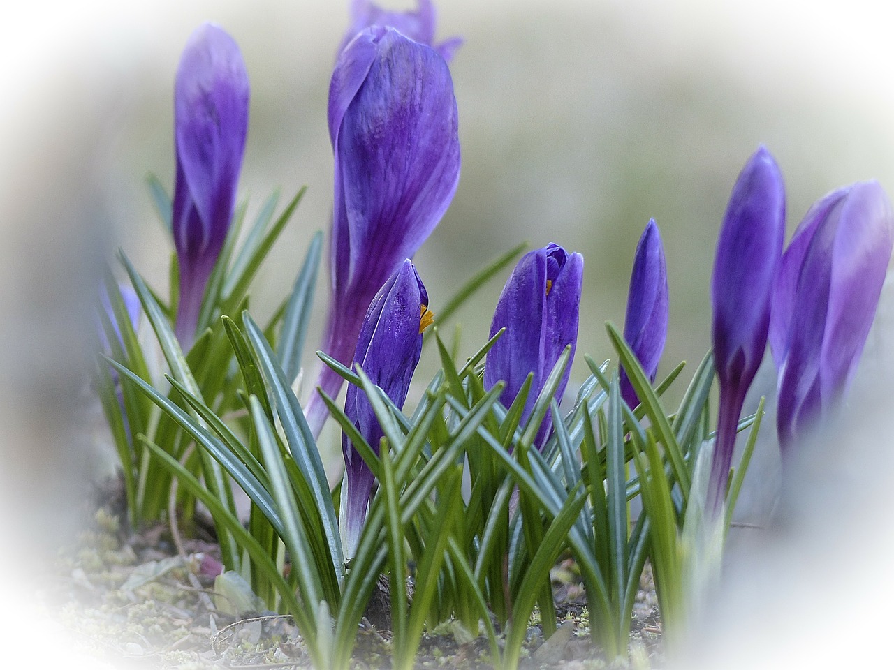 Violetinė, Crocus, Žiedas, Gėlė, Gamta, Pavasaris, Sodas, Augalas, Flora, Makro