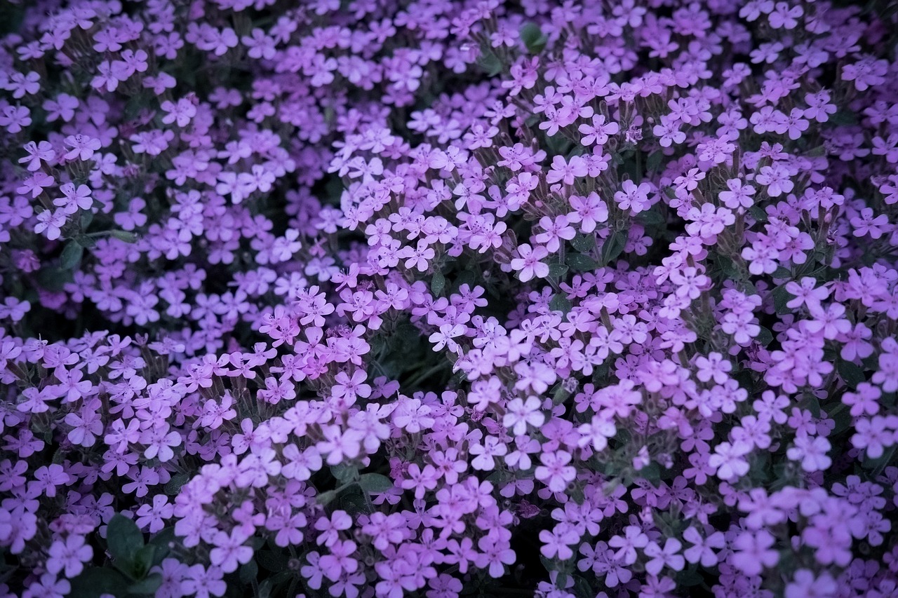 Violetinė,  Pavasaris,  Jūros Gėlės,  Violetinė Gėlė,  Žiedas,  Žydi,  Pobūdį,  Laukinių Gėlių, Nemokamos Nuotraukos,  Nemokama Licenzija