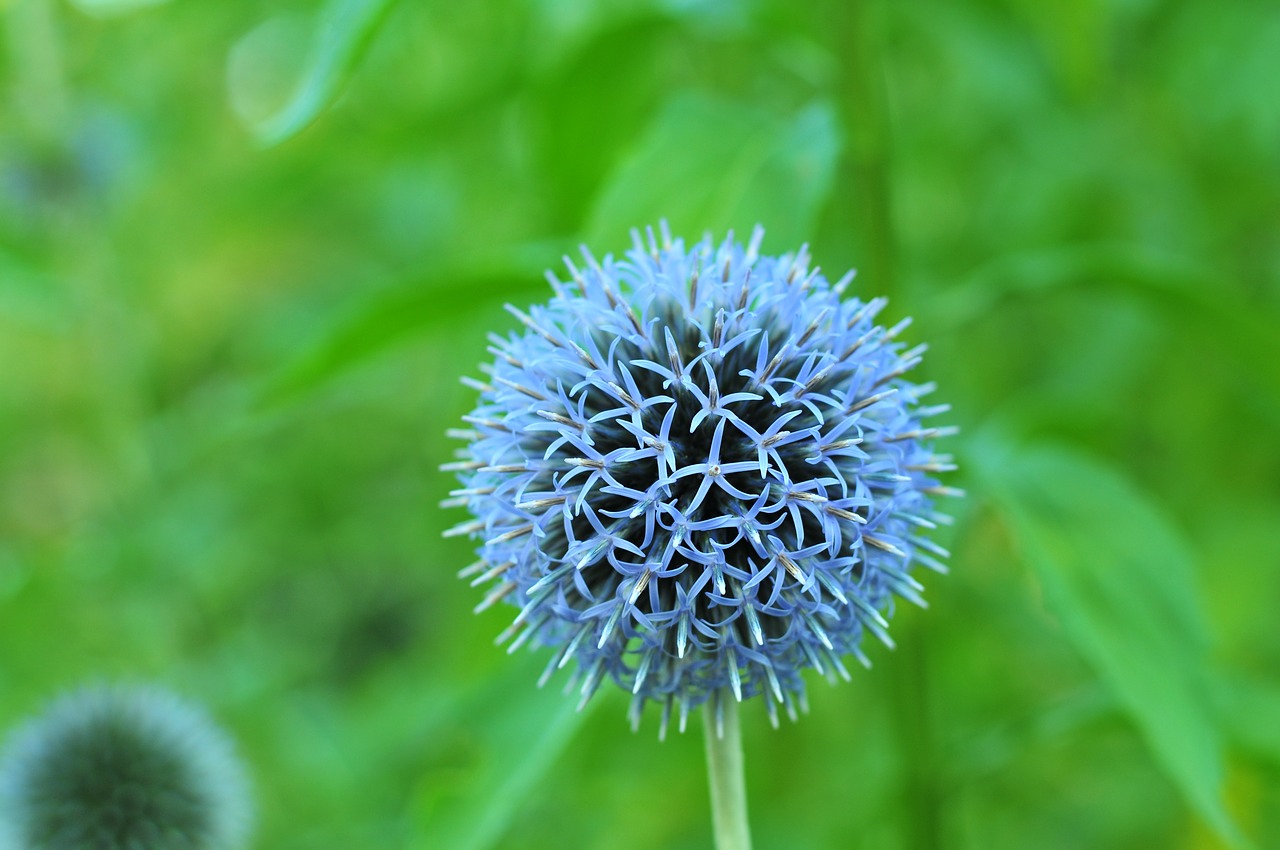 Violetinė,  Violetinė,  Apvalus,  Žiedas,  Žydi,  Gėlė,  Žalias,  Pobūdį,  Sodas,  Iš Arti