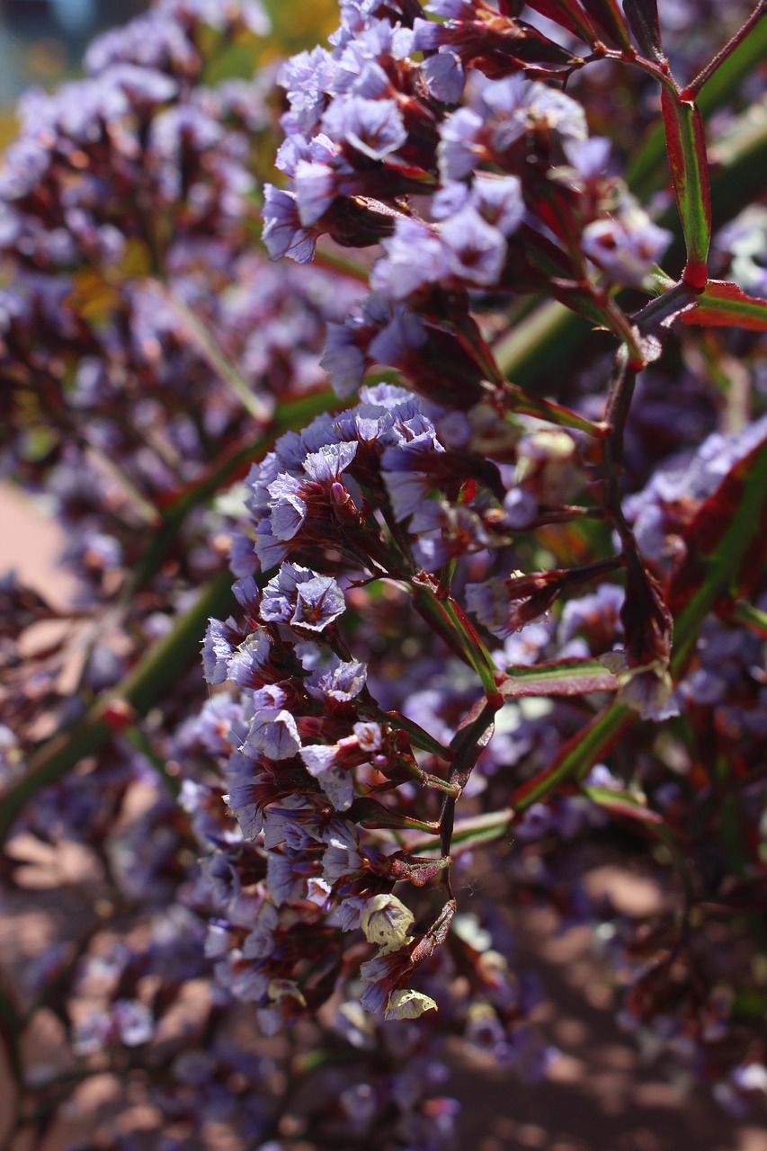 Violetinė,  Gėlė,  Pobūdį,  Violetinės Gėlės,  Violetinė Gėlė,  Natūralus,  Augalų,  Floros,  Sodas,  Pavasaris