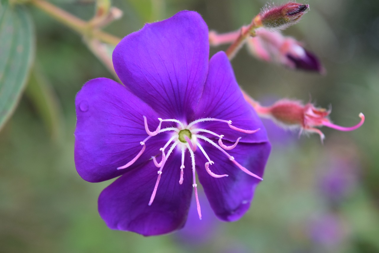 Violetinė,  Gėlė,  Žiedas,  Žydi,  Violetinė Gėlė,  Iš Arti,  Makro, Nemokamos Nuotraukos,  Nemokama Licenzija