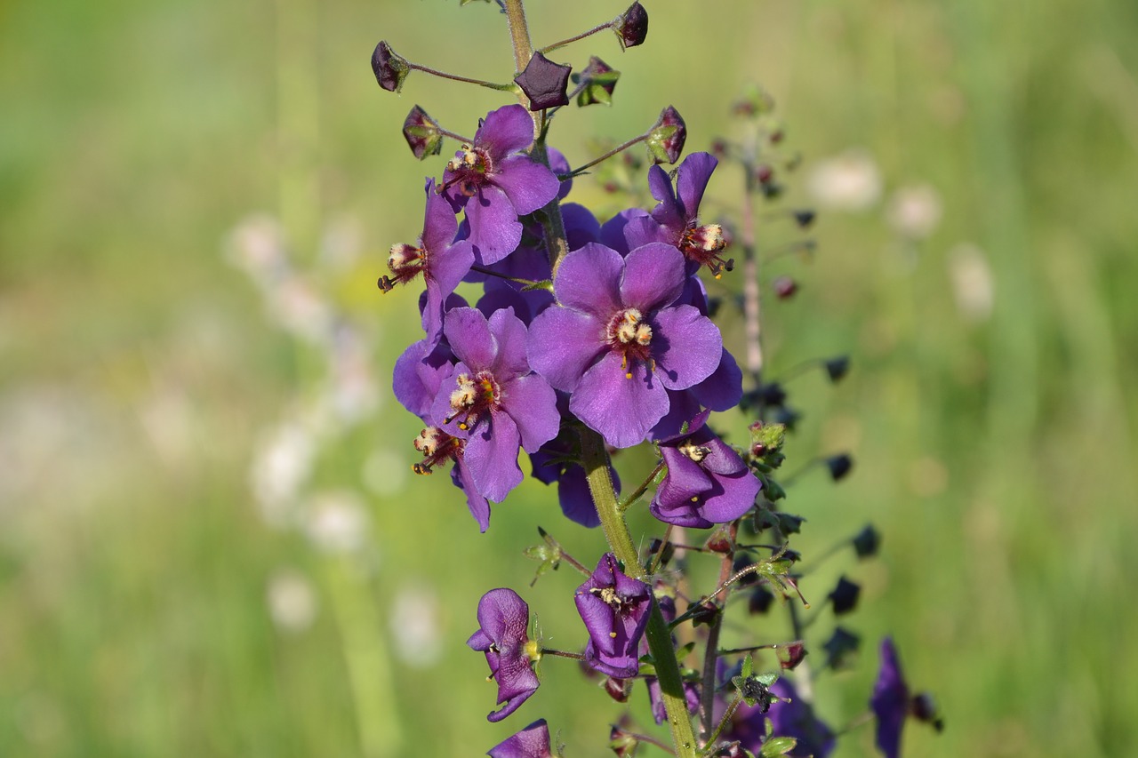 Violetinė,  Gėlė,  Pobūdį,  Pieva Gėlė, Nemokamos Nuotraukos,  Nemokama Licenzija