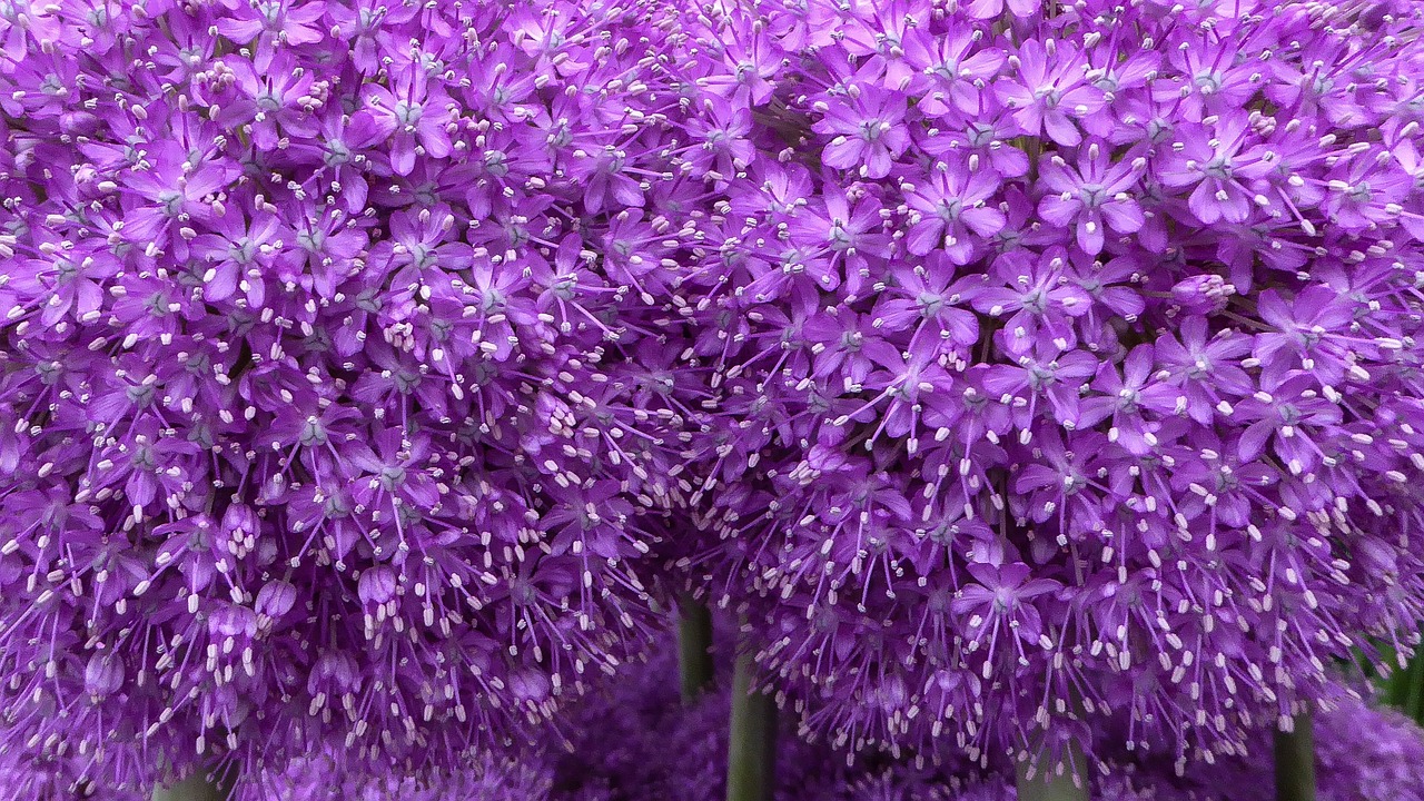 Violetinė,  Gėlė,  Violetinė Gėlė,  Allium,  Makro,  Žiedas,  Pobūdį,  Sodas,  Vasara,  Žiedlapis