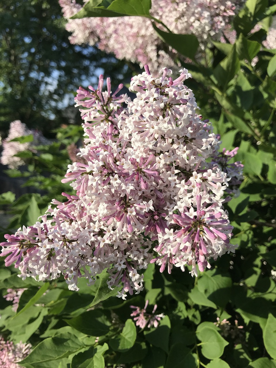 Violetinė,  Alyvinė,  Pobūdį,  Vasara,  Filialas,  Žiedas,  Gėlė, Nemokamos Nuotraukos,  Nemokama Licenzija