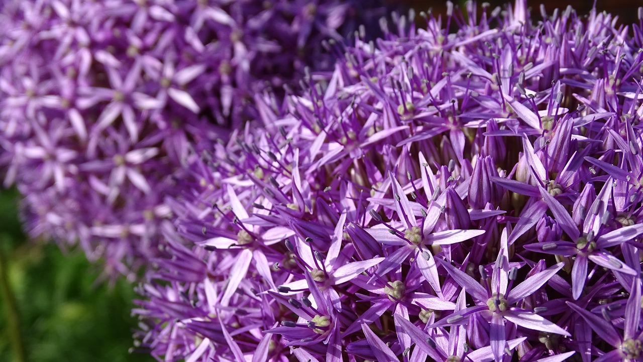 Violetinė,  Gėlės,  Žydi,  Pobūdį,  Sodas,  Žiedas,  Violetinė, Nemokamos Nuotraukos,  Nemokama Licenzija