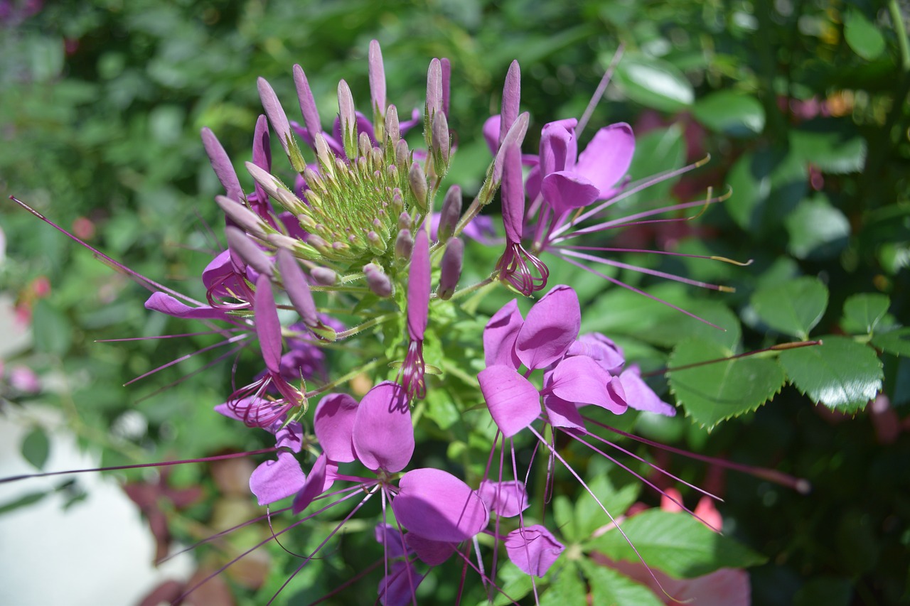 Violetinė,  Gėlė,  Egzotiškas,  Augalų,  Violetinė,  Pobūdį,  Sodas,  Buffalo,  Žydi,  Levandų