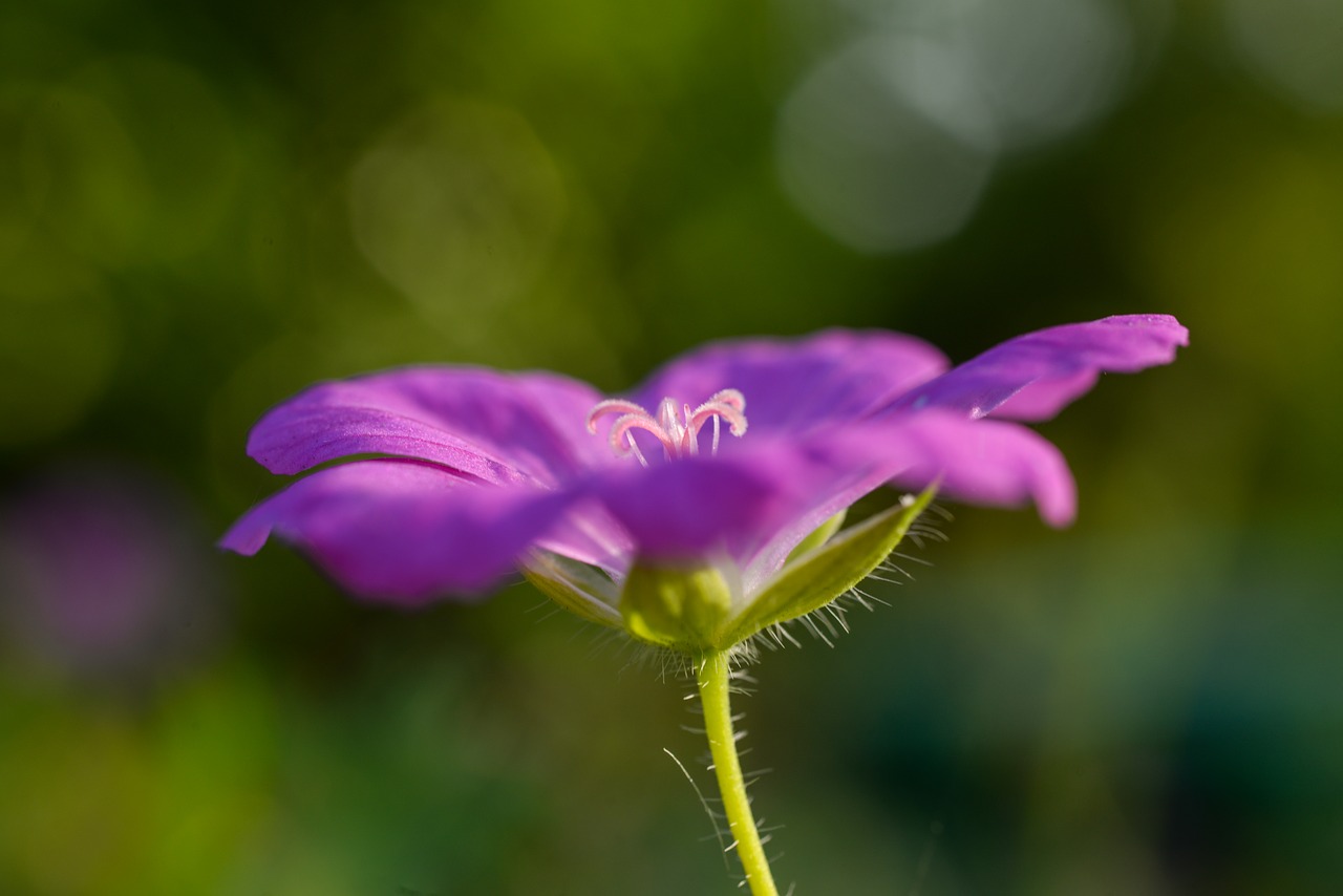 Violetinė,  Gėlė,  Žydi,  Makro,  Pobūdį,  Augalų,  Žiedas,  Sodas, Nemokamos Nuotraukos,  Nemokama Licenzija