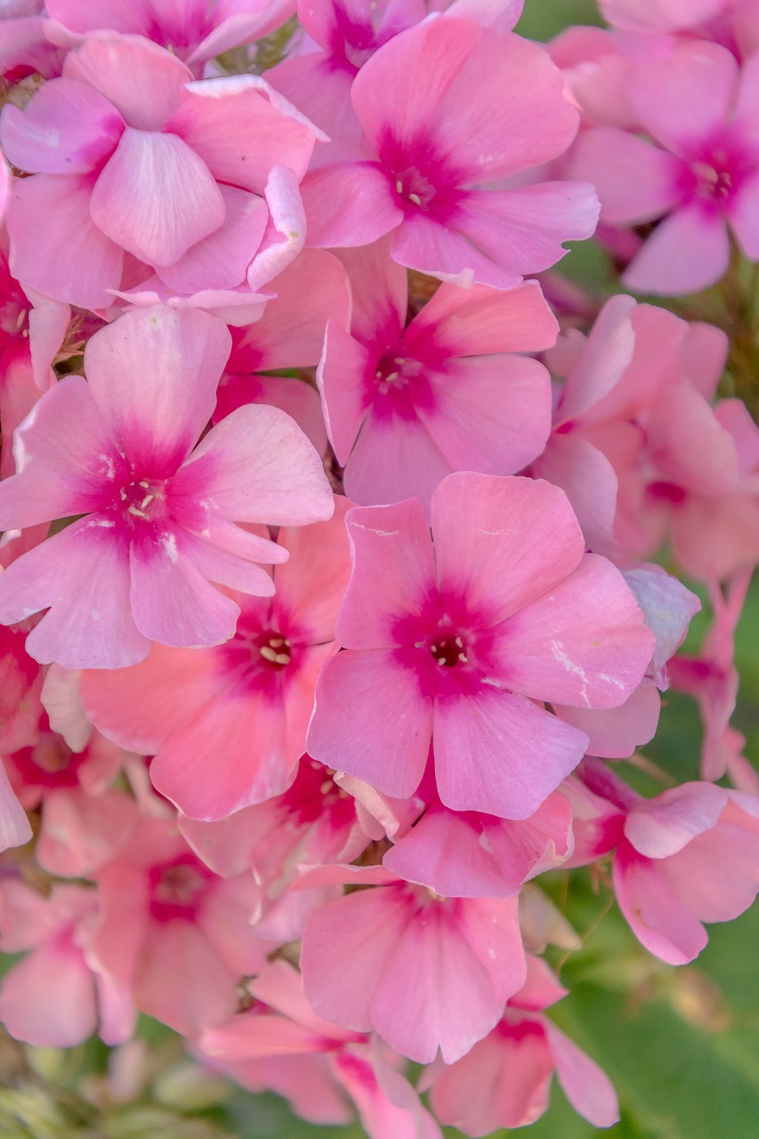 Violetinė,  Gėlės,  Sodas,  Pobūdį,  Augalų,  Floros,  Violetinė,  Žydi,  Žiedlapiai,  Vasara