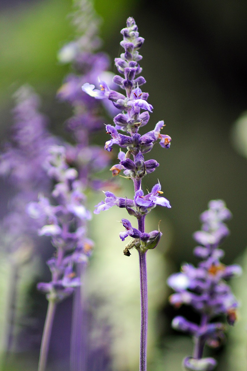 Violetinė, Gėlė, Augalas, Makro, Gamta, Sodas, Purpurinė Gėlė, Violetinė, Gėlės, Purpurinės Gėlės