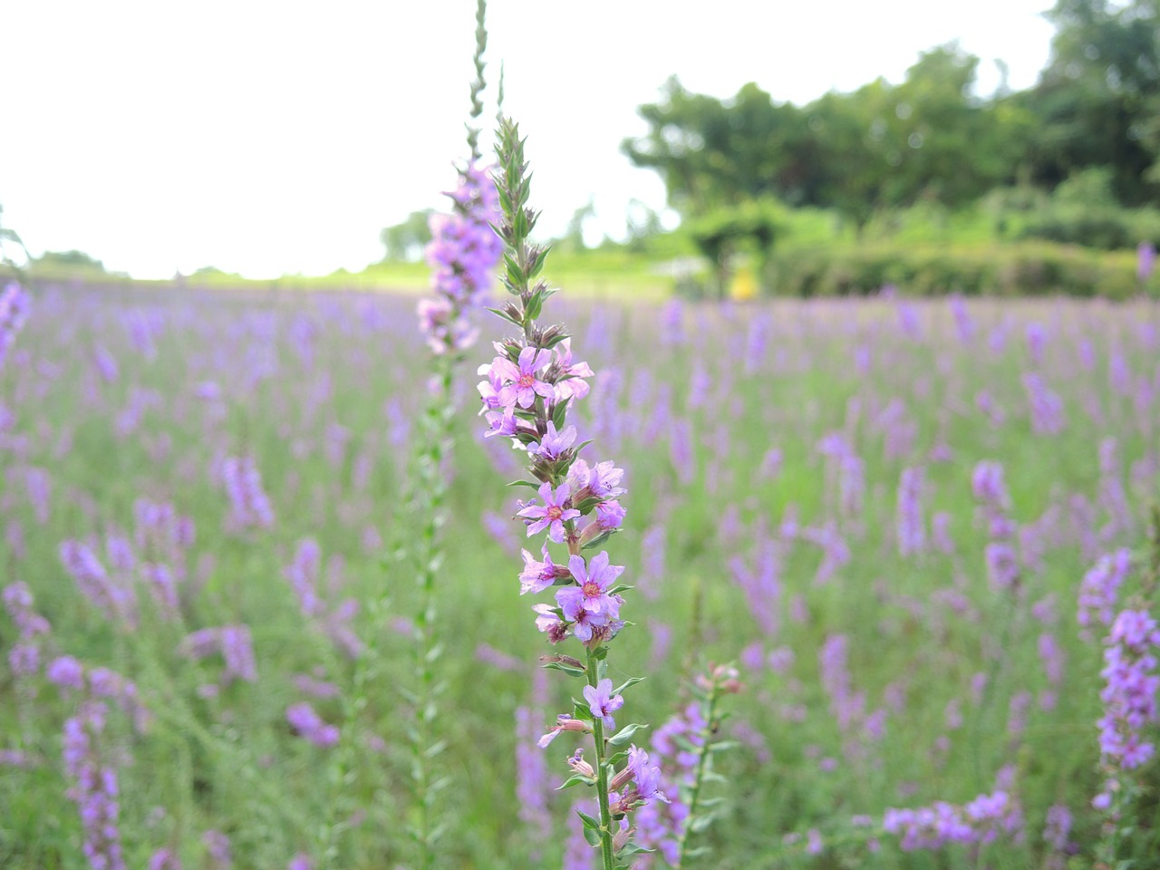 Violetinė, Levanda, Gėlės, Nemokamos Nuotraukos,  Nemokama Licenzija