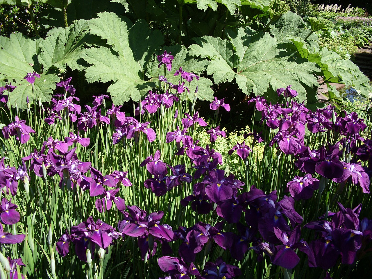 Violetinė, Gėlės, Iris, Gėlių, Botanikos, Nemokamos Nuotraukos,  Nemokama Licenzija