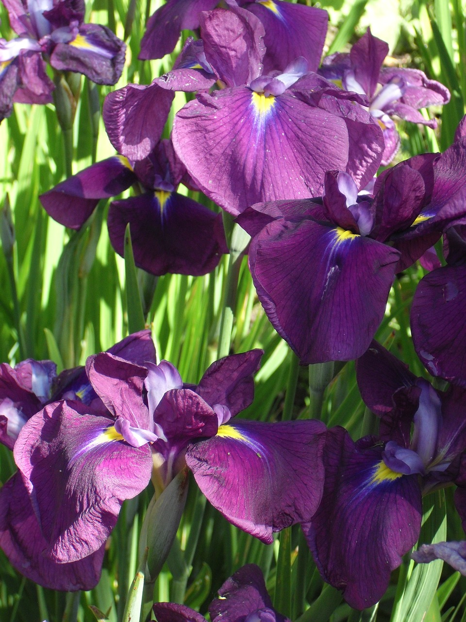 Violetinė, Gėlė, Iris, Botanikos, Nemokamos Nuotraukos,  Nemokama Licenzija
