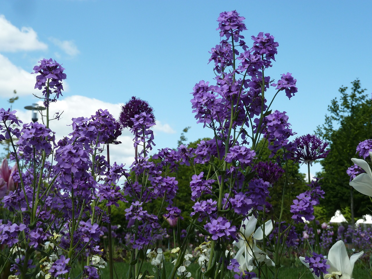 Violetinė, Pavasario Gėlės, Gėlės, Violetinė, Pavasaris, Spalvinga, Nemokamos Nuotraukos,  Nemokama Licenzija