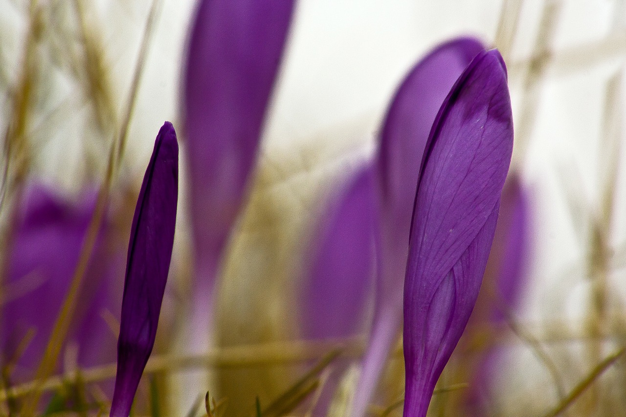 Violetinė, Gėlė, Crocus Heuffelianus, Fagaras, Kalnai, Nemokamos Nuotraukos,  Nemokama Licenzija