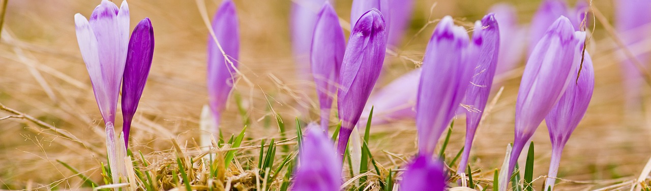 Violetinė, Gėlė, Crocus Heuffelianus, Fagaras, Kalnai, Panoraminis, Nemokamos Nuotraukos,  Nemokama Licenzija