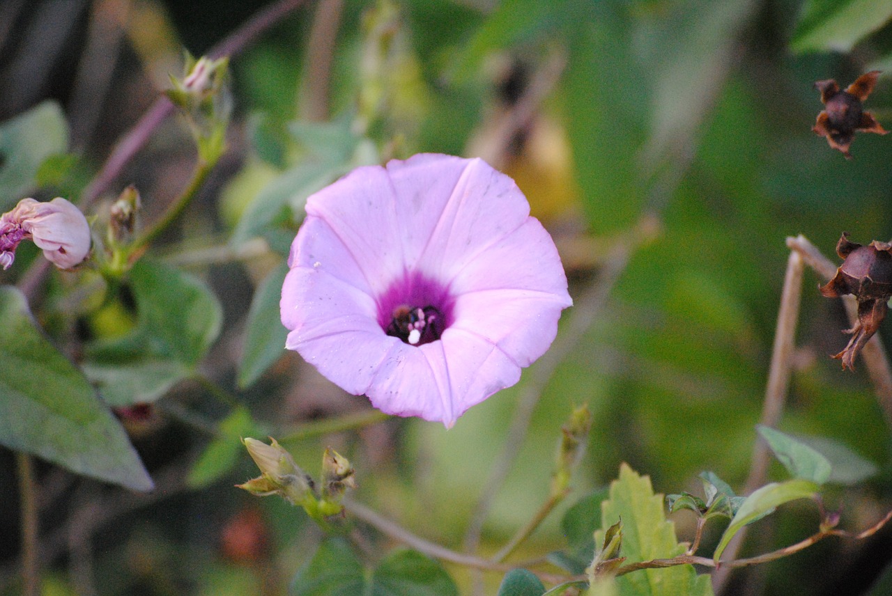 Violetinė, Gamta, Gėlių, Pavasaris, Flora, Vasara, Augalas, Natūralus, Balta, Žalias