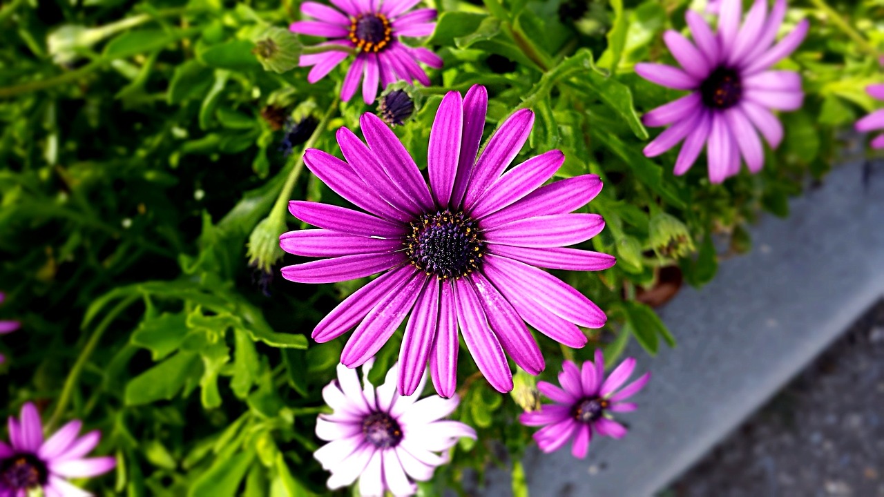 Violetinė, Gamta, Gėlė, Gėlių, Žiedlapis, Žiedas, Augalas, Pavasaris, Flora, Sodas