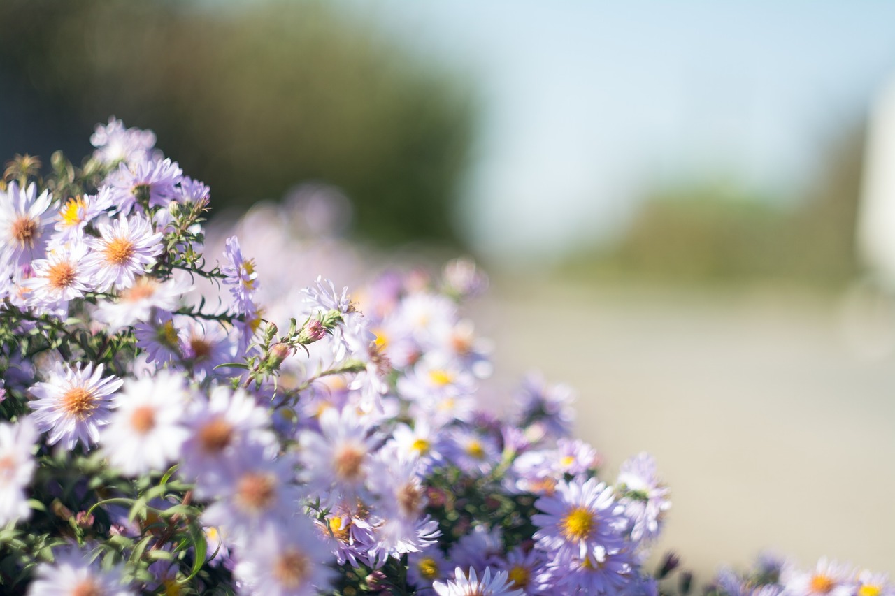 Violetinė, Rozės, Gėlės, Sodas, Nemokamos Nuotraukos,  Nemokama Licenzija