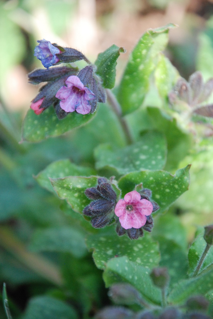 Violetinė, Gėlė, Purpurinė Gėlė, Laukinė Gėlė, Uždaryti, Pavasaris, Nemokamos Nuotraukos,  Nemokama Licenzija