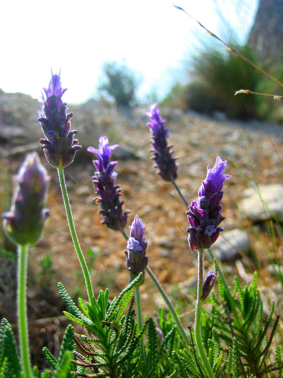 Violetinė, Gėlės, Gėlė, Gamta, Žalias, Violetinė, Ispanija, Nemokamos Nuotraukos,  Nemokama Licenzija