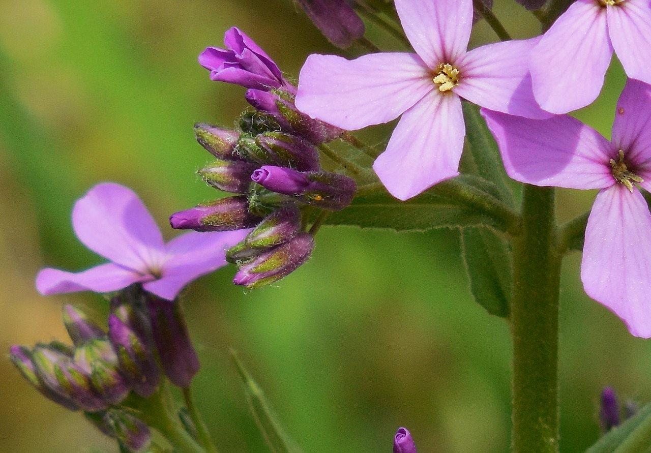 Violetinė,  Gėlė,  Gamta,  Natūralus,  Gėlių,  Augalas,  Sodas,  Žiedas,  Pavasaris,  Žydėti