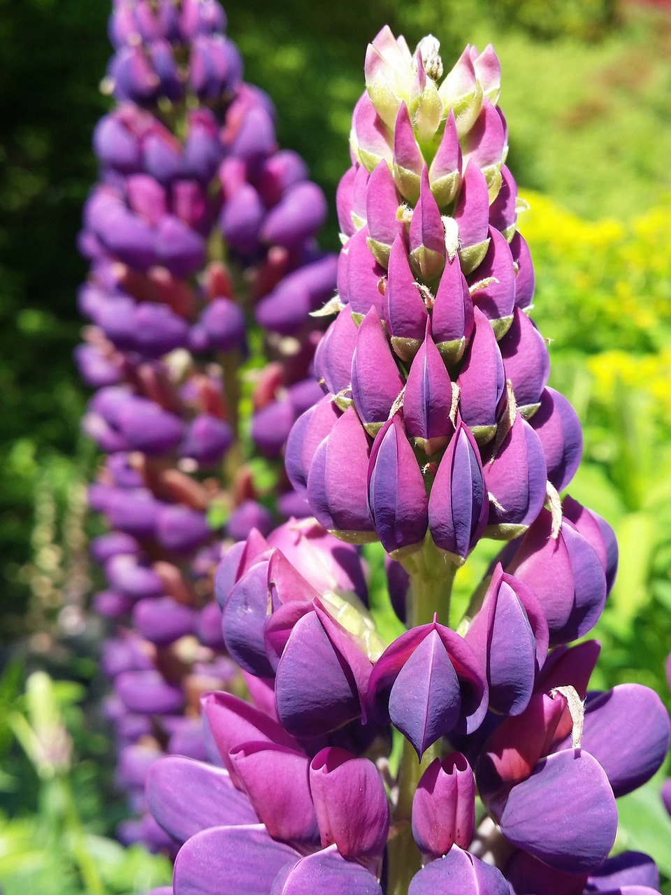 Violetinė, Lupinas, Gėlė, Gamta, Vasara, Žiedas, Žalias, Žydėti, Wildflower, Flora