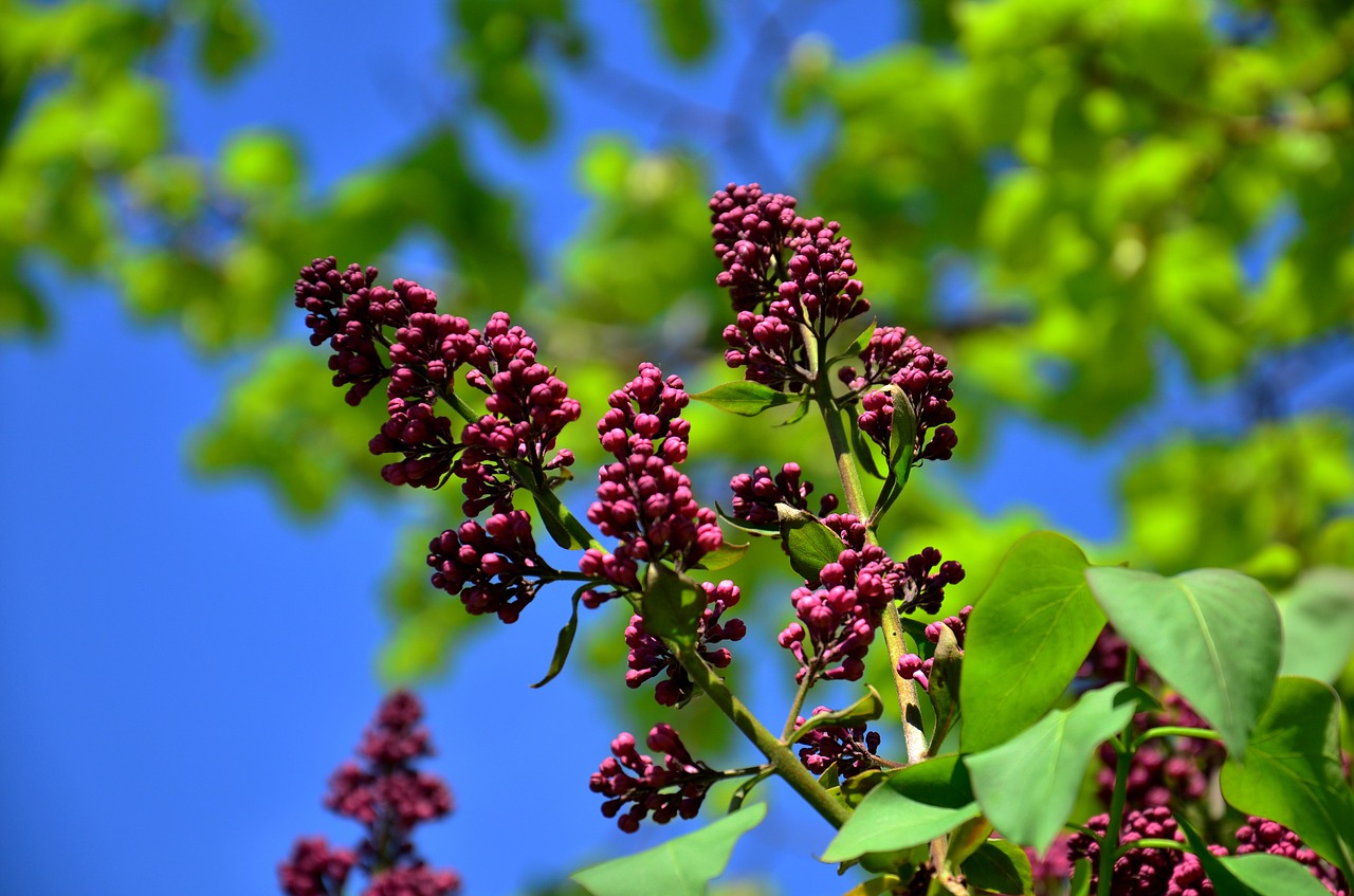 Violetinė, Gėlės, Medžiai, Gamta, Purpurinė Gėlė, Gėlių, Natūralus, Augalas, Sodas, Žydėti