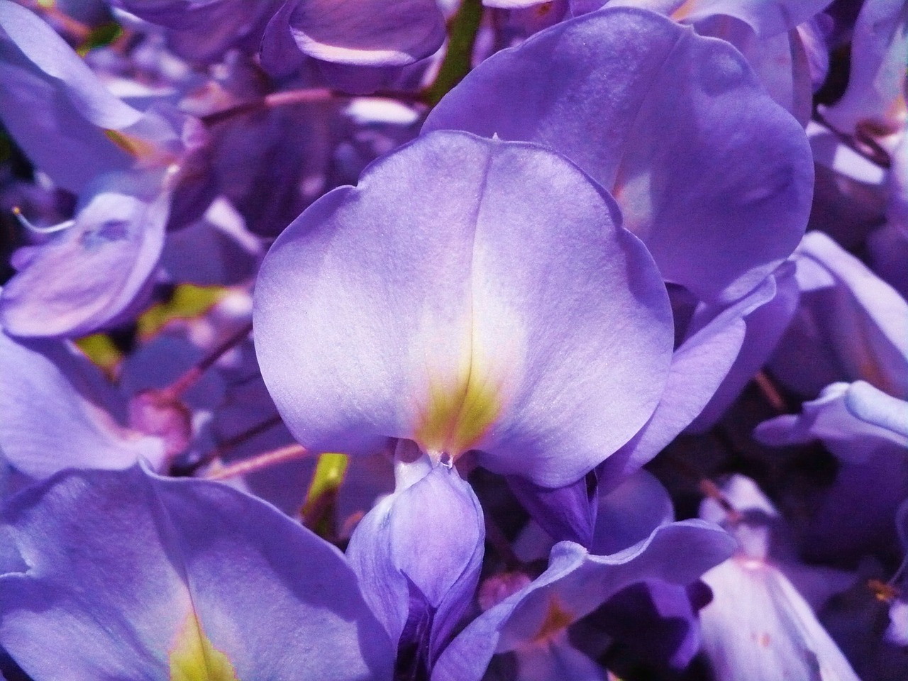 Violetinė, Gėlė, Acacia, Nemokamos Nuotraukos,  Nemokama Licenzija