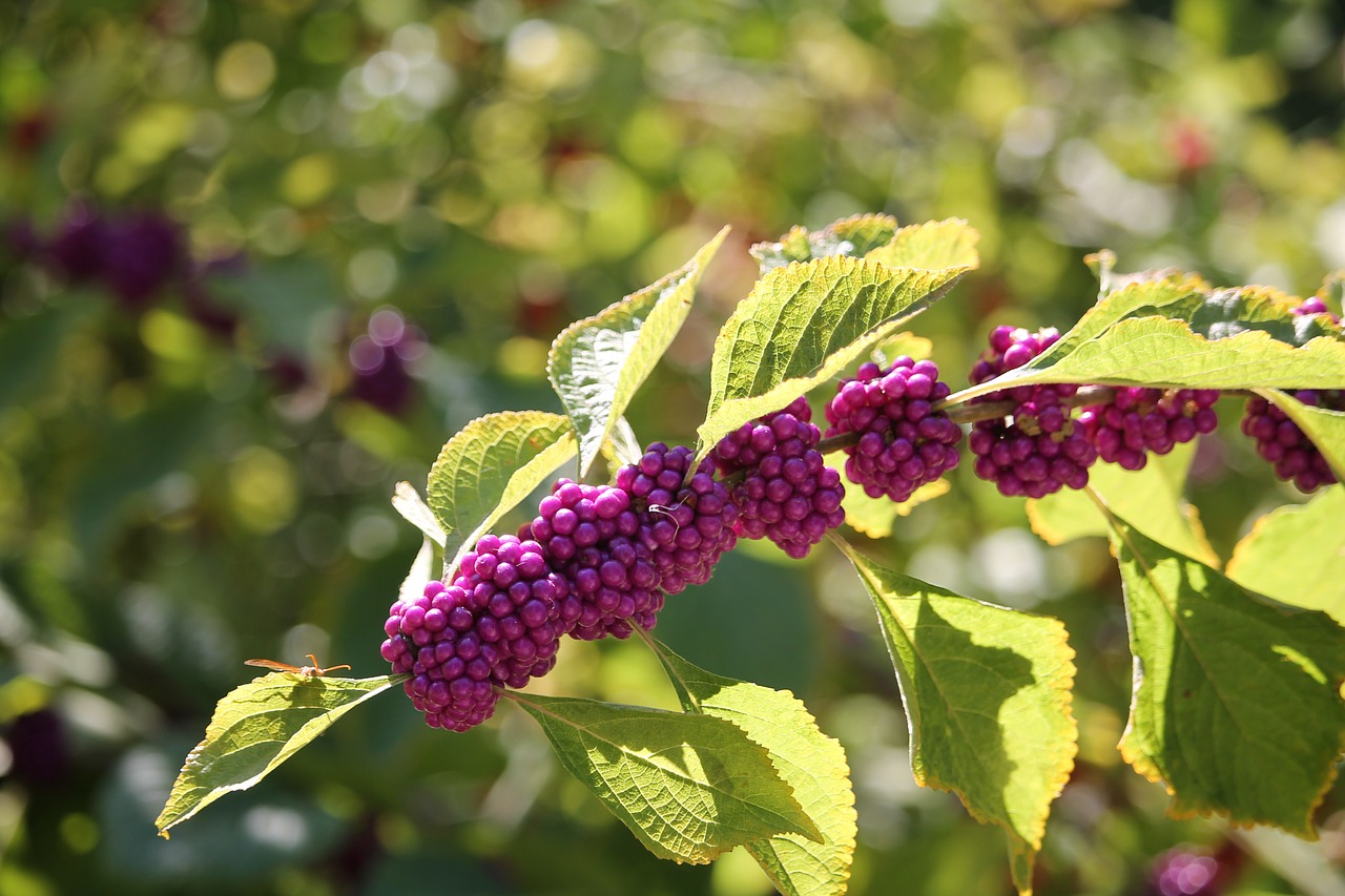 Violetinė, Augalas, Vasara, Vasaros Gėlės, Nemokamos Nuotraukos,  Nemokama Licenzija