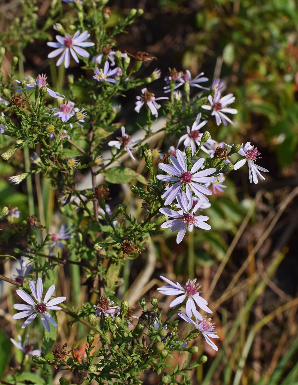 Raudona Astronautė, Wildflower, Gėlė, Žiedas, Žydėti, Augalas, Gamta, Violetinė, Raudona, Spalvinga