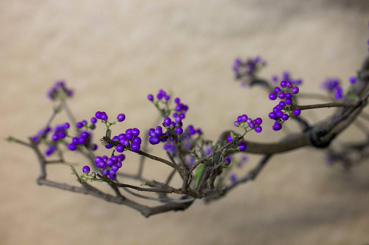 Violetinė Uoga, Pasėlių, Augalas, Uogų Derlius, Krūmas, Kritimo Derlius, Mėlyna Violetinė, Violetinės Uogos, Dekoratyviniai Augalai, Nemokamos Nuotraukos