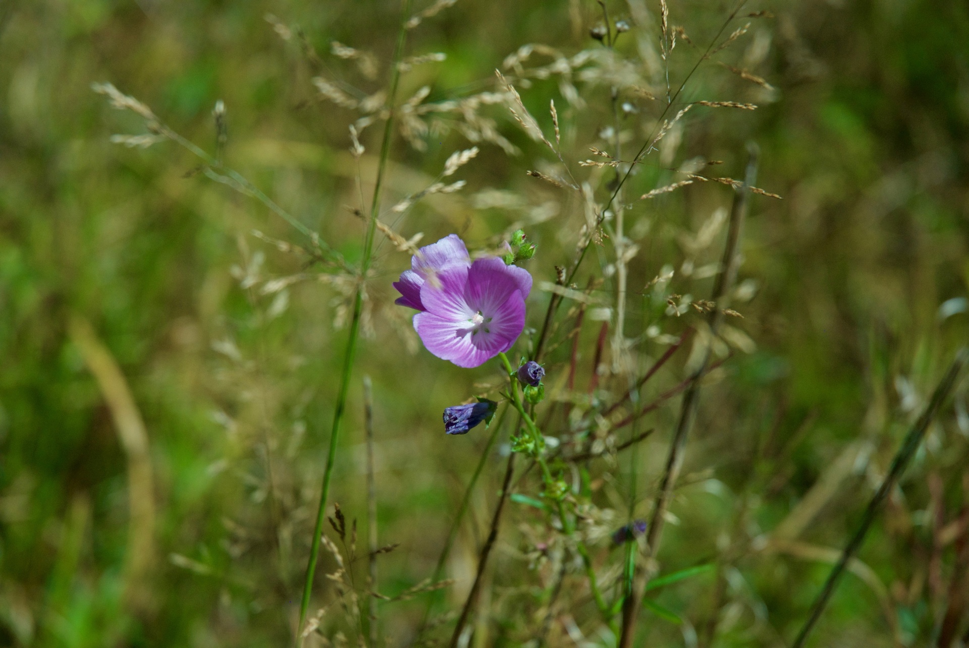 Violetinė,  Gėlė,  Violetinė Žydi, Nemokamos Nuotraukos,  Nemokama Licenzija