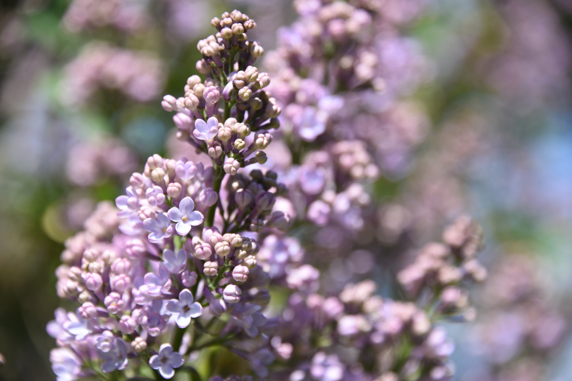 Gėlė,  Gėlės,  Gėlių,  Violetinė,  Uždaryti & Nbsp,  Gamta,  Lauke,  Sodas,  Pavasaris,  Raudonos Žydėjimo