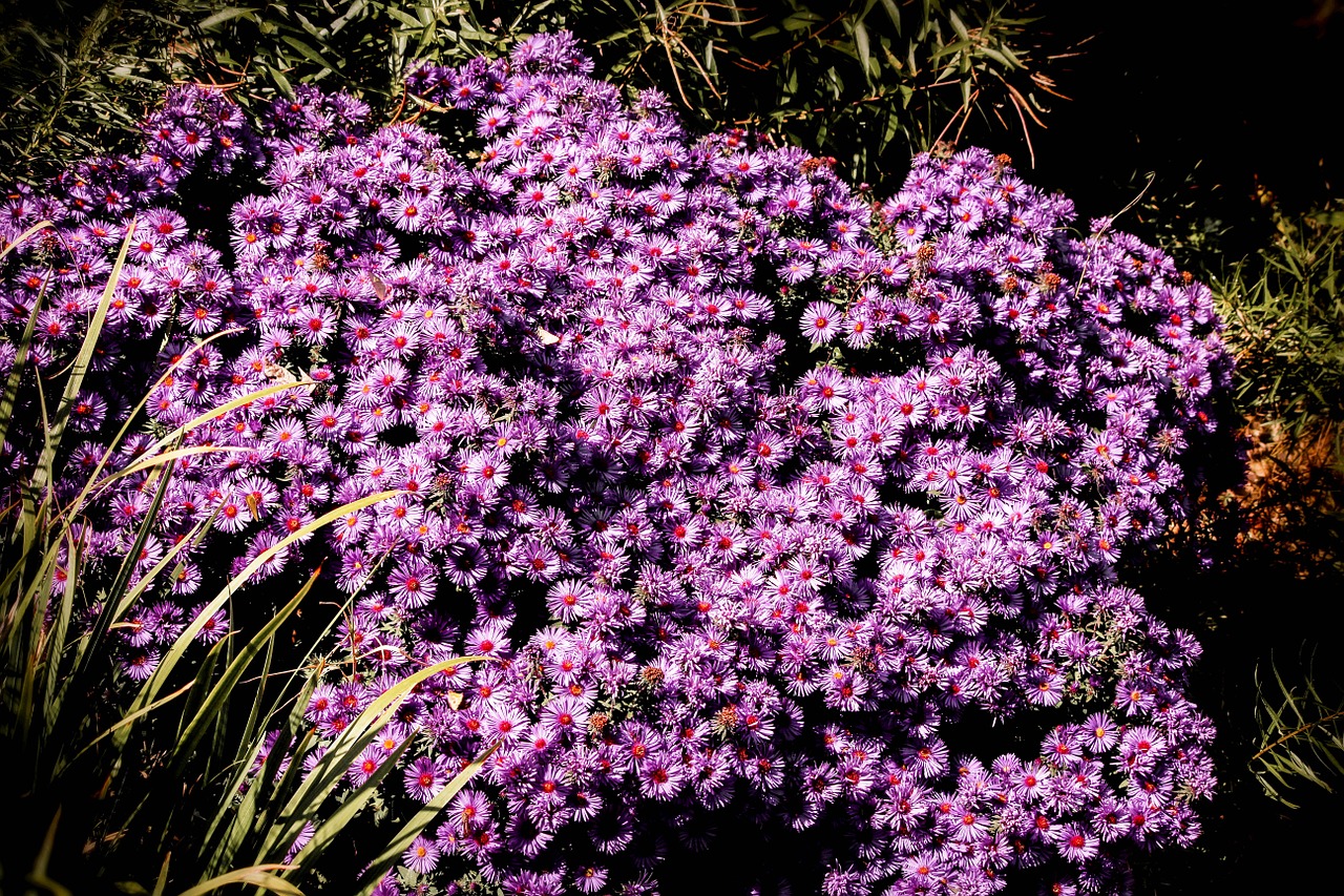 Violetinės Spalvos Mygtuko Chrizantemos, Gėlė, Žiedas, Žydėti, Gėlių, Šviesus, Flora, Šviežias, Žiedlapis, Sezonas