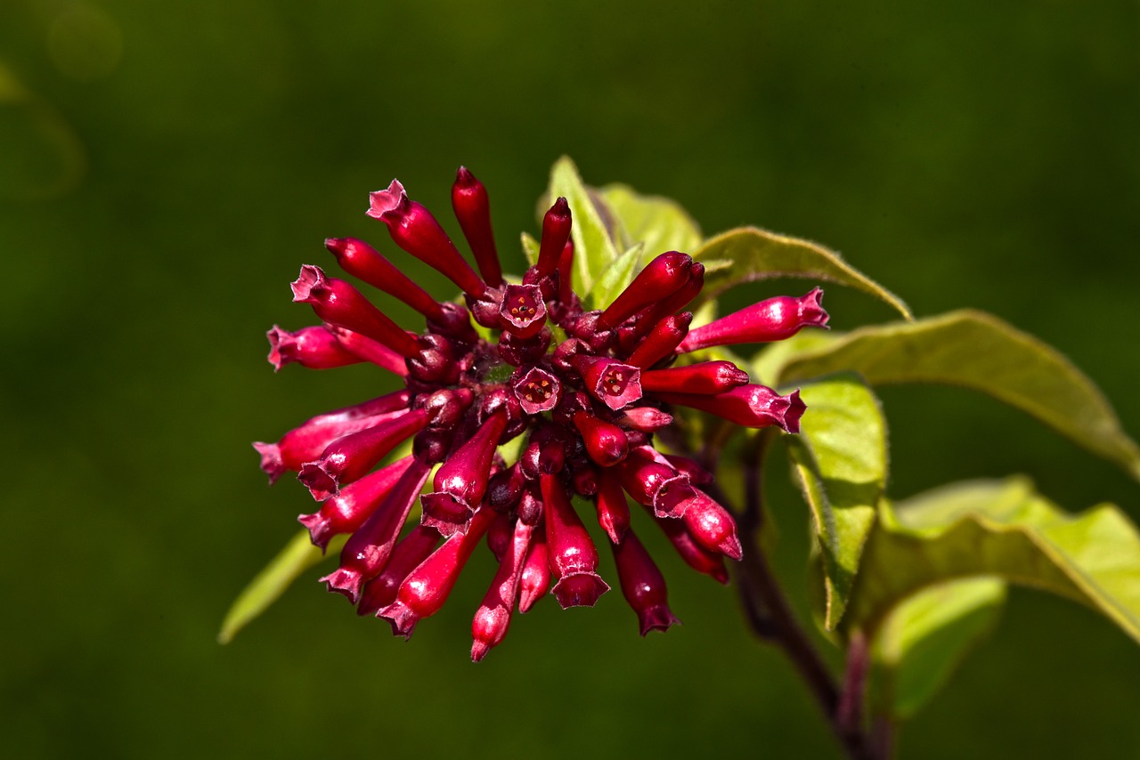 Violetinė Cestrum,  Gėlė,  Augalų,  Evergreen,  Raudona,  Žiedas,  Nuodingas,  Tropical,  Pietų Amerika,  Florida