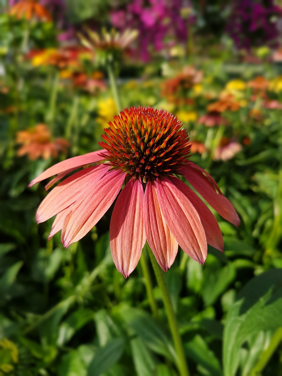 Violetinė Voveraitė, Echinacea, Gėlės, Vasara, Nemokamos Nuotraukos,  Nemokama Licenzija