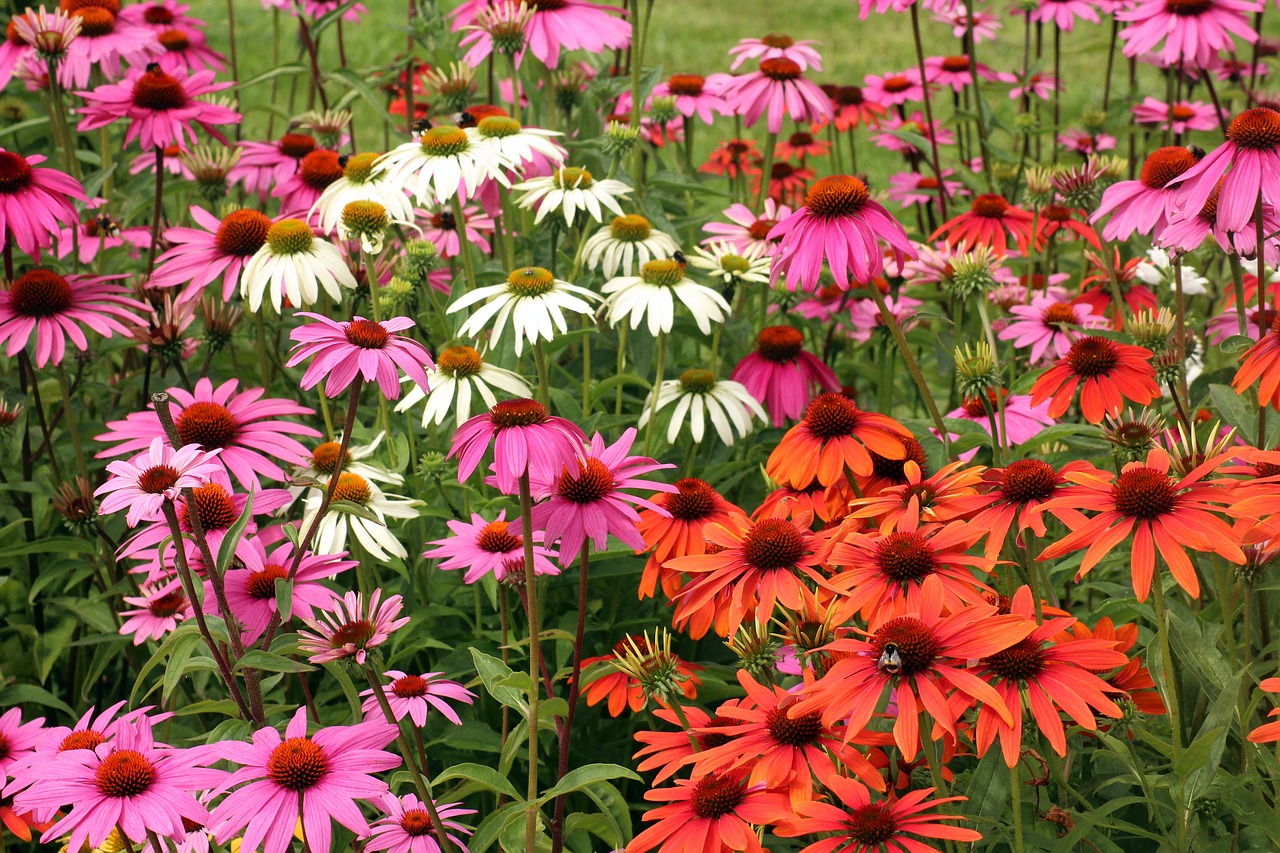 Ežiuolės,  Echinacea,  Gėlės,  Spalvinga,  Vasara,  Augalai,  Gamta, Nemokamos Nuotraukos,  Nemokama Licenzija