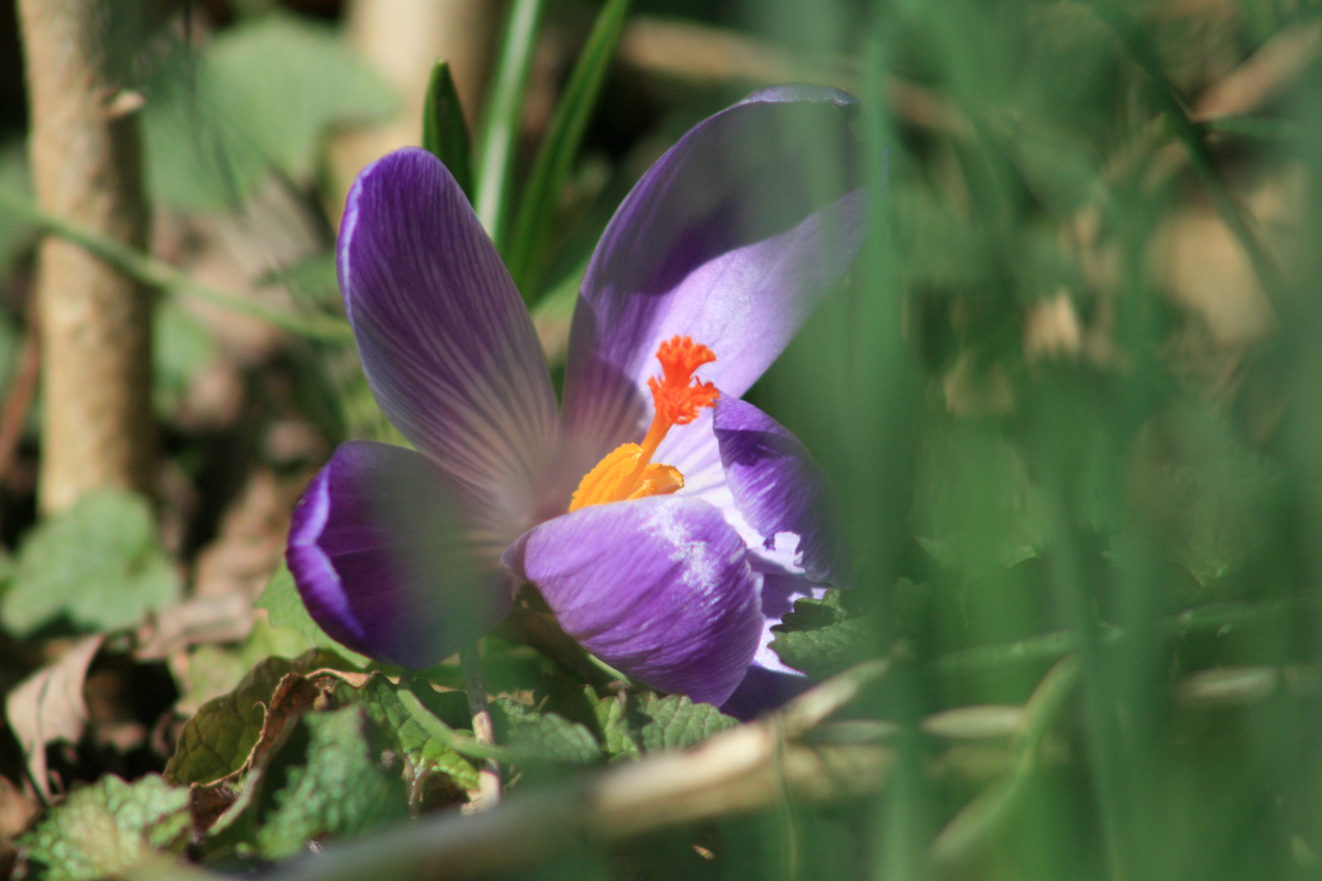 Violetinė,  Pavasaris,  Gėlės,  Fonas,  Šviesa,  Bokeh,  Violetinis Krokusas, Nemokamos Nuotraukos,  Nemokama Licenzija