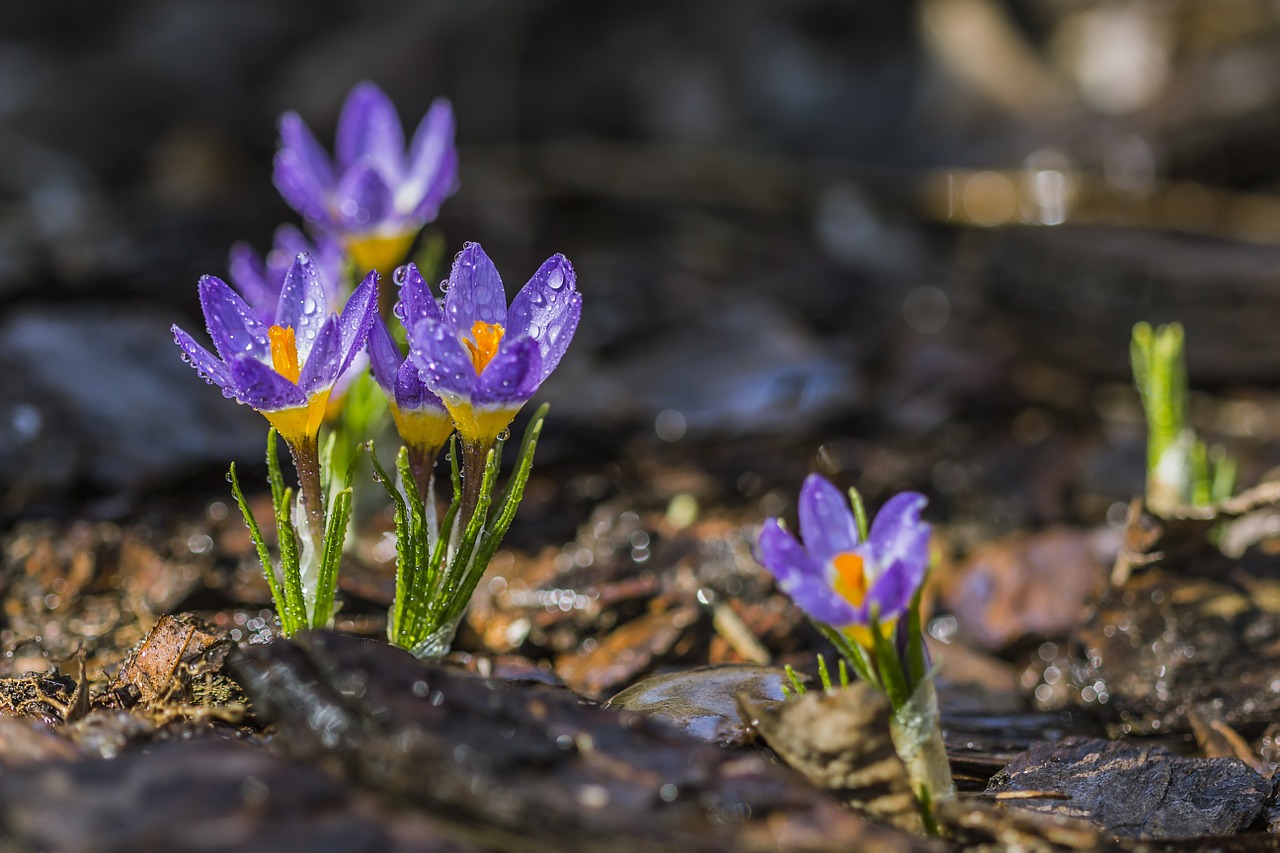 Violetinis Krokusas, Pavasaris, Gėlė, Violetinė, Geltona, Rasa, Liūtys, Lietus, Purpurinės Gėlės, Gamta