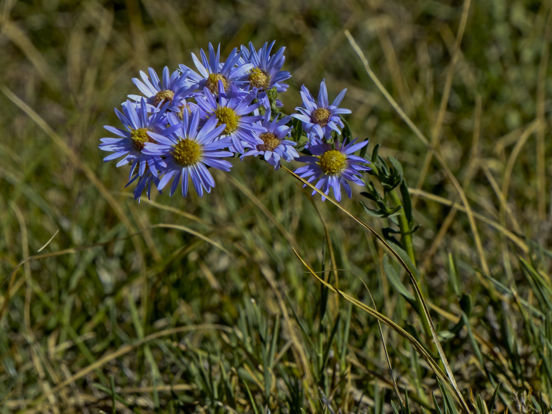 Rozės,  Gėlės,  Violetinė,  Laukas,  Žolė,  Žalias,  Pavasaris,  Šviesa & Nbsp,  Violetinė,  Chrizantema