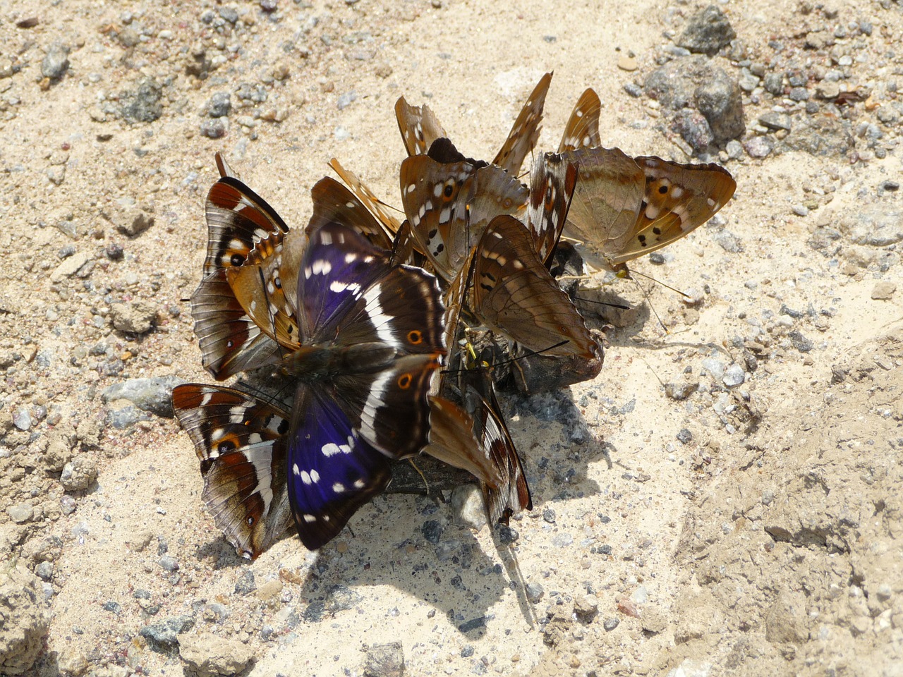 Violetinis Imperatorius, Drugeliai, Mažesnis Violetinis Imperatorius, Valgymas, Maitinimas, Vabzdžiai, Spalvinga, Krekingo Drugeliai, Hamadryas, Nemokamos Nuotraukos