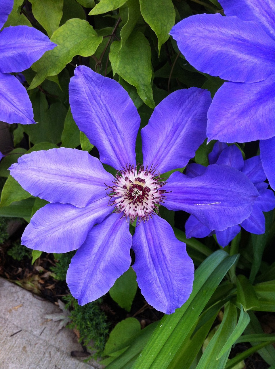 Purpurinė Gėlė, Clematis, Sodas, Violetinė, Augalas, Gėlė, Gamta, Vasara, Natūralus, Žiedas