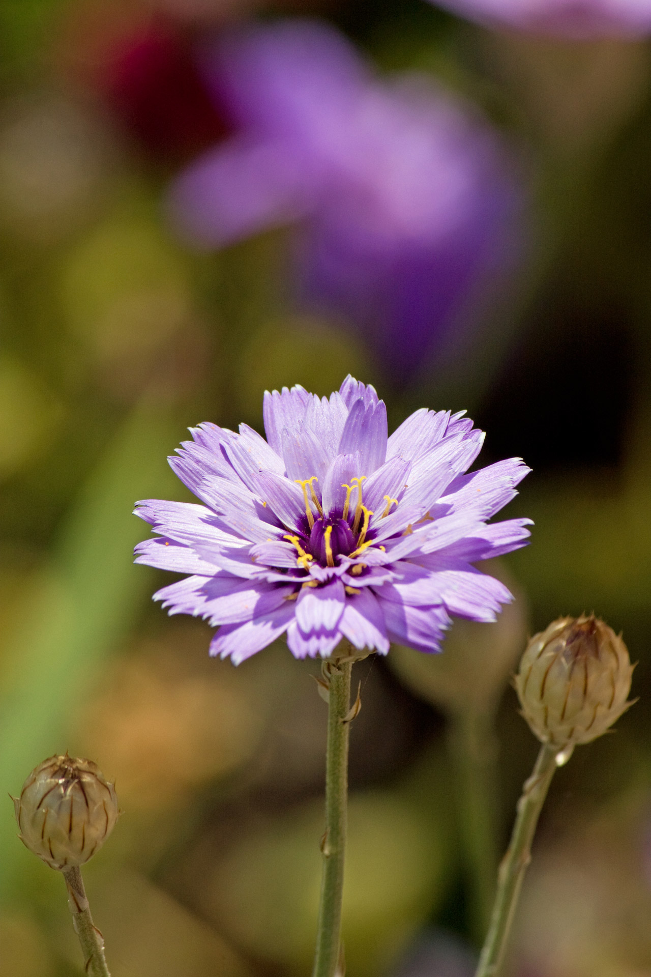 Gėlė,  Violetinė,  Žiedlapiai,  Flora,  Iš Arti,  Gamta,  Lauke,  Vaizdas,  Nuotrauka,  Gražus