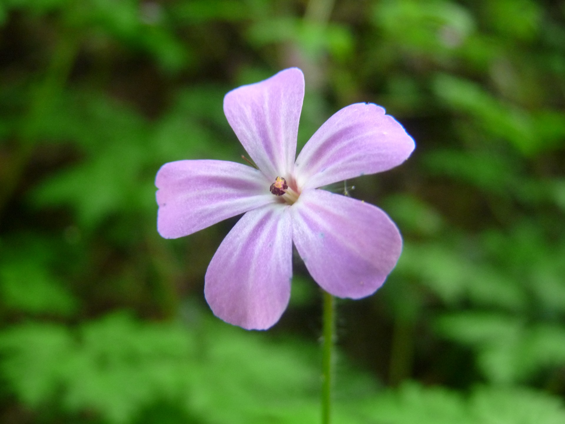 Violetinė,  Gėlė,  Rožinis,  Violetinė,  Lila,  Žydėti,  Žydi,  Uždaryti,  Purpurinė Gėlė, Nemokamos Nuotraukos