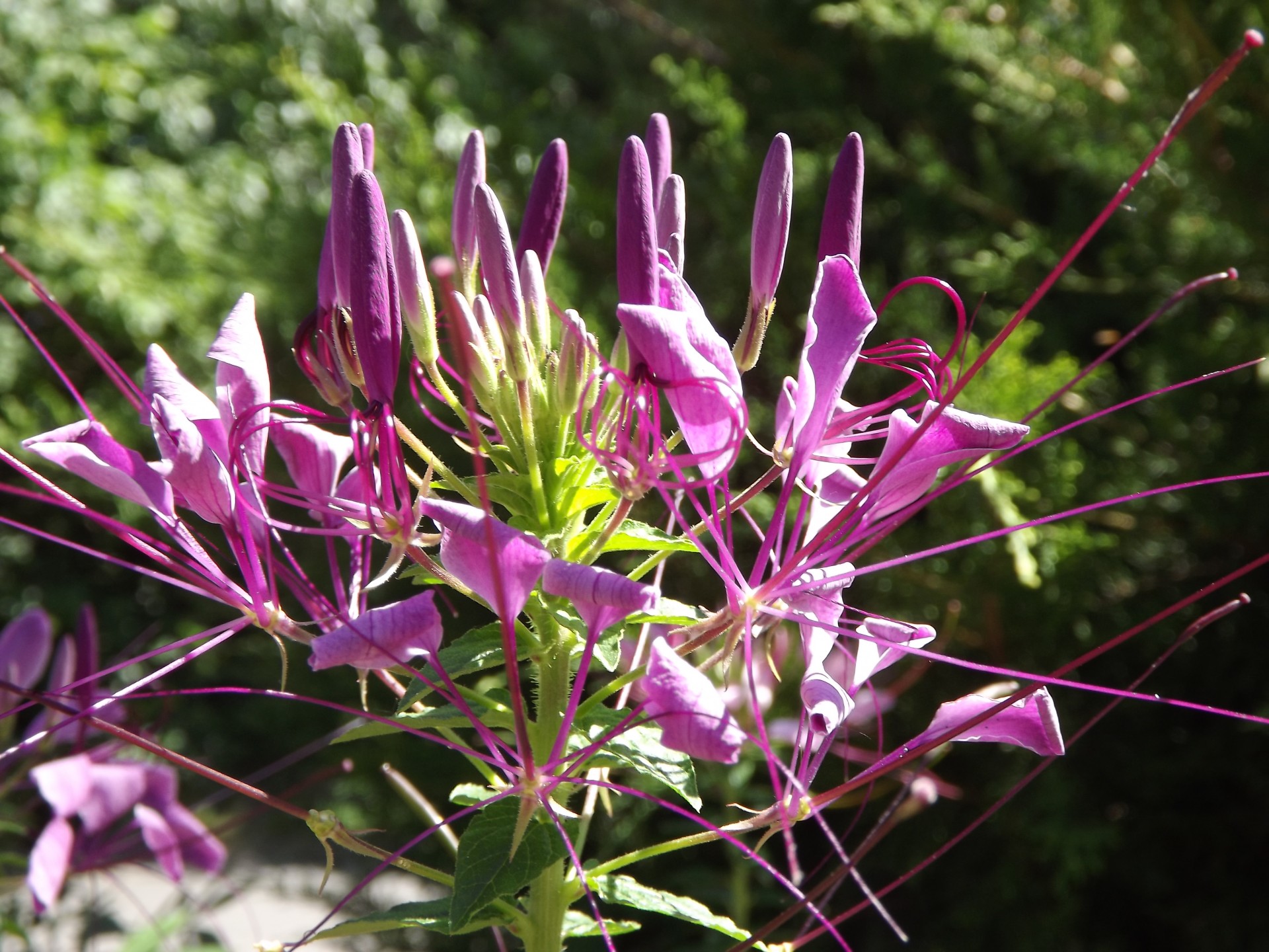 Violetinė,  Gėlė,  Flora,  Smailas,  Sodas,  Gamta,  Purpurinė Gėlė, Nemokamos Nuotraukos,  Nemokama Licenzija