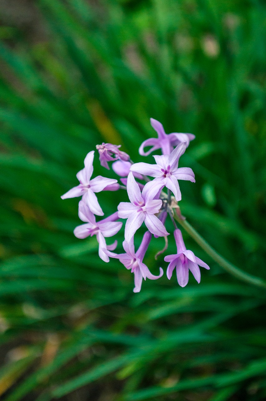 Purpurinė Gėlė, Augalas, Gamta, Violetinė, Gėlė, Natūralus, Pavasaris, Sodas, Žiedlapis, Žiedas