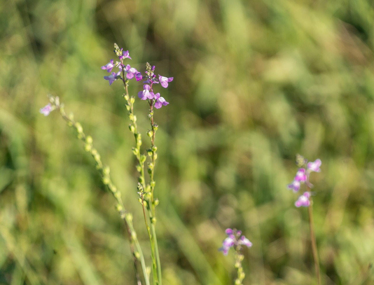 Violetinė Gėlė,  Iš Arti,  Laukas,  Meadow,  Pobūdį,  Lauke,  Gėlė,  Vasara,  Žolė,  Vasaros Gėlės