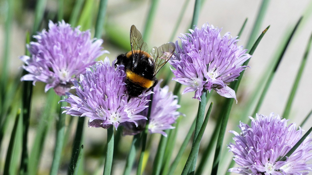 Violetinė Gėlė,  Bičių,  Dulkinti,  Violetinė, Nemokamos Nuotraukos,  Nemokama Licenzija